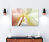 Obraz Zoom orchidea 1752